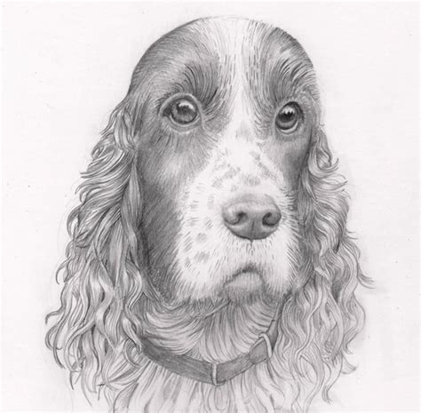 Pencil Dog Portrait: Custom drawing of your pet dog. Pencil