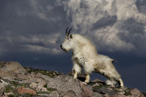 The mountain goat Oreamnos americanus also known as the Rocky Mountain goat photo by VDN ...