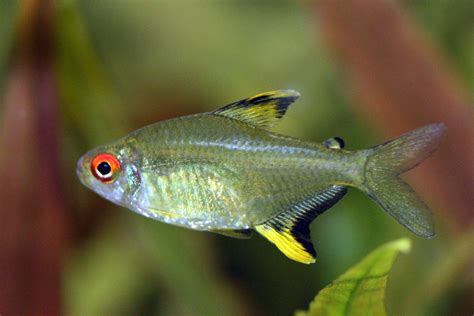 Lemon Tetra - The Care, Feeding, and Breeding of Lemon Tetras ...