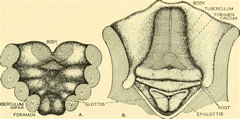 Image from page 240 of "Chordate anatomy" (1939) | Title: Ch… | Flickr