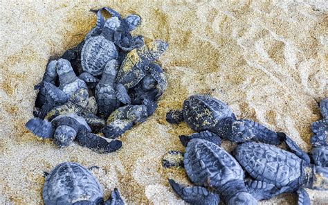 Small baby turtles crawl out sand Mirissa Beach Sri Lanka. 45904889 Stock Photo at Vecteezy