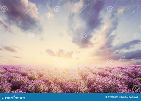 Lavender Flower Field at Sunset. Vintage Stock Image - Image of lavandula, aromatherapy: 99758589