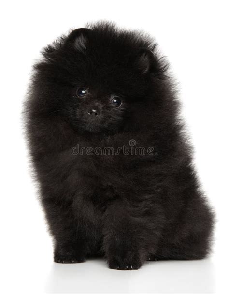 Cute Black Pomeranian Puppy on a White Background Stock Photo - Image ...