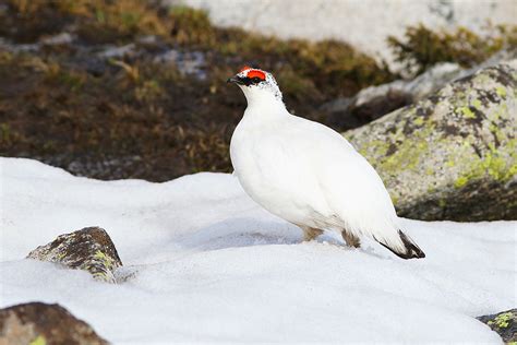 Rock Ptarmigan – Shanghai Birding 上海观鸟