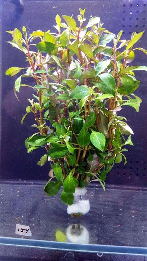 Ludwigia palustris ‘Emerge’ - Shuemee Aquatic Center