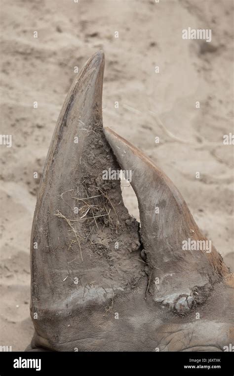 Horn of the Southern white rhinoceros (Ceratotherium simum simum Stock Photo - Alamy