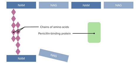 Mechanism Of Action Of Penicillin In Pharmacology - IMAGESEE