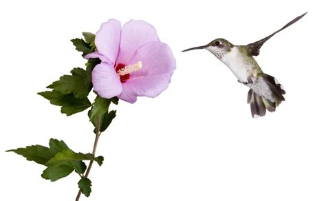 Hummingbird and a rose of sharon — Stock Photo © mtruchon #9399776