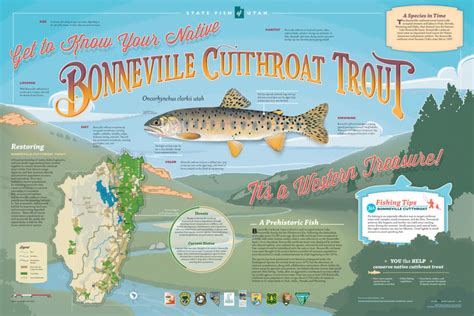 Bonneville Cutthroat Trout – Western Native Trout Initiative