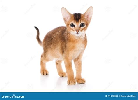 Abyssinian kitten stock photo. Image of lovable, young - 11670052