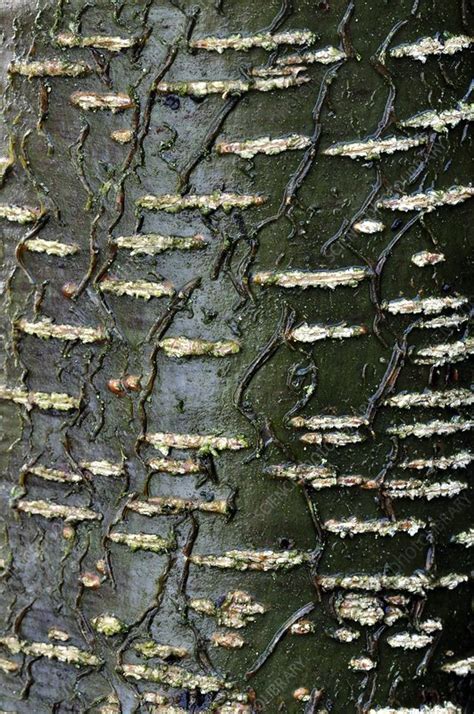 Common alder bark - Stock Image - C024/6265 - Science Photo Library