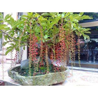 Buy SHOP 360 GARDEN Barringtonia Acutangula, Freshwater Mangrove, Saundra phal, Indian Oak Seeds ...