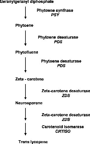 Lycopene biosynthesis pathway. Adapted from Rodriguez-Amaya (2001 ...