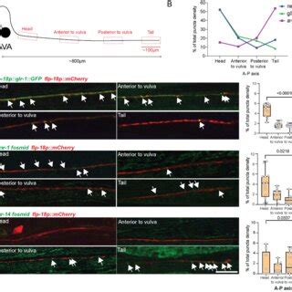 Distinct types of glutamate receptors are localized differentially... | Download Scientific Diagram