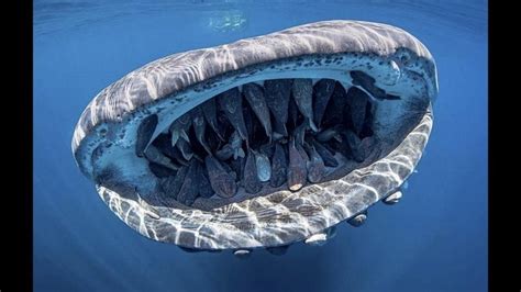 Teeth Images Free ~ Group Of Fish Hitches A Ride In A Pregnant Whale ...