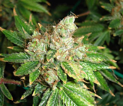 Ready-To-Harvest Cannabis Picture Gallery | Grow Weed Easy