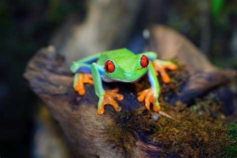 Frog Capital hits first close for €150m targeting software scale-up ...