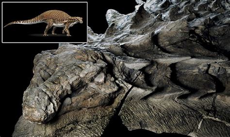 Fossil of new species of nodosaur is so well preserved that it looks like a statue video ...