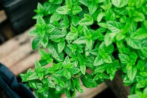 6 Plants That Look Like Lemon Balm - ProGardenTips