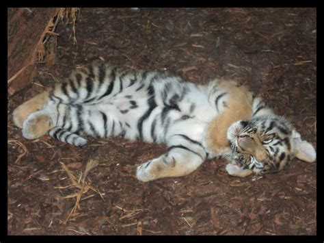 Baby tiger sleeping 1 by AF--Photography on DeviantArt