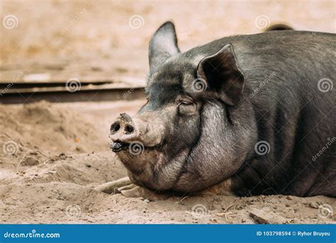 Close Up of Household a Large Black Pig in Farm. Pig Farming is Raising Stock Photo - Image of ...