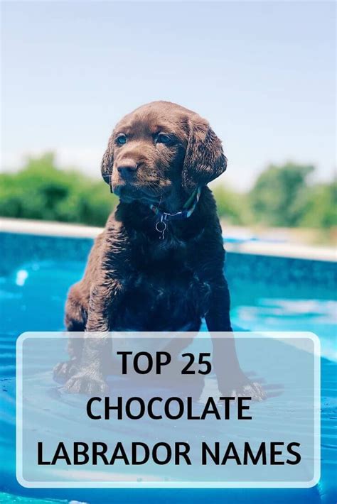 Top 25 Chocolate Lab names - For Your Chocolate Labrador - Labrador Loving Souls