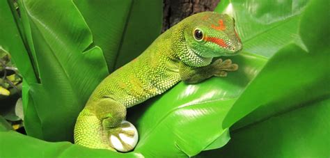 Madagascar Giant Day Gecko Care Sheet | Reptiles' Cove