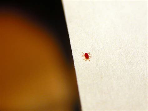 What Are These Tiny Brown Flying Bugs In My House | Psoriasisguru.com