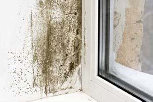 How to Prevent Black Mold in House? 4 Prevention Tips