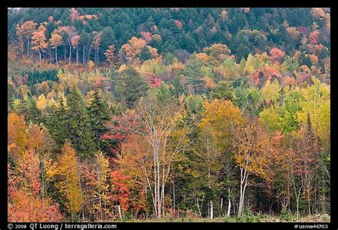 Picture/Photo: Northern woods in autumn. Maine, USA