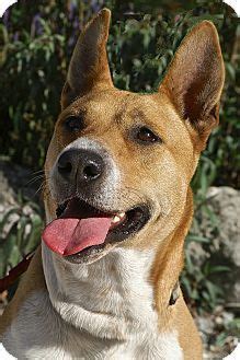 Cattle Dog/Carolina Dog Mix Dog for adoption in Englewood, Florida - Mariah (With images ...