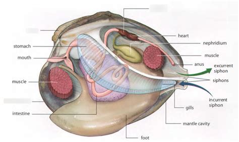 Mollusks Anatomy - Anatomy Reading Source