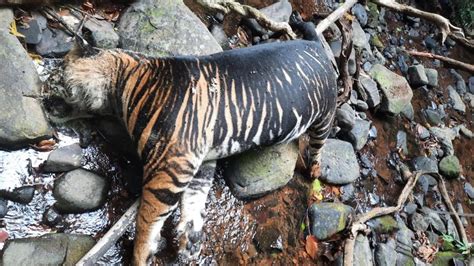 Death of rare black tiger in Odisha’s Similipal Tiger Reserve will have big impact on population ...