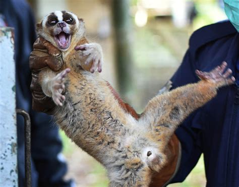 8 Javan slow lorises released into natural habitat - National - The Jakarta Post