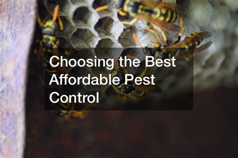 Choosing the Best Affordable Pest Control - Family Issues Online