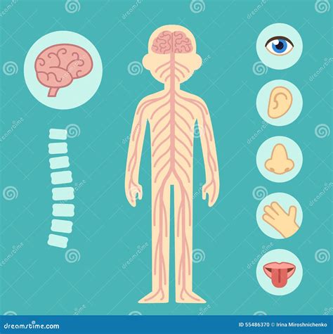 Nervous System Stock Illustration | CartoonDealer.com #31605859