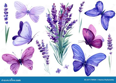 Set of Lavender Flower, Bouquet of Lavender Flowers and Butterfly ...