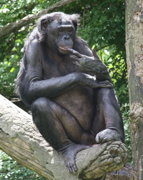 Bonobo | Planet of the Apes Wiki | Fandom