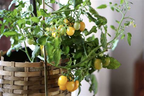 Tomatoes: Indoor Plant Care & Growing Guide