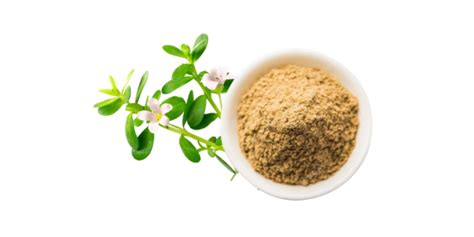 Bacopa Monnieri Extract Manufacturers, Suppliers & Exporters