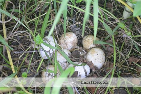 A Neighbor Found Eight Turkey Eggs in the Bush – Herz's Life