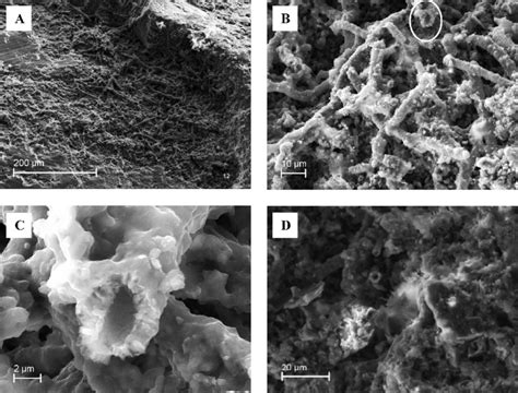 Odontoceti, genus and species undetermined, SEM images of tooth ...