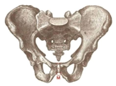Showing Subpubic Angle( M). | Download Scientific Diagram