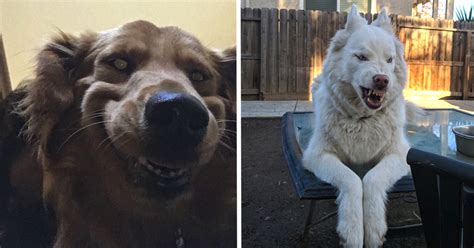 People Are Posting Their Most Unflattering Pet Pics, But They’re So ...