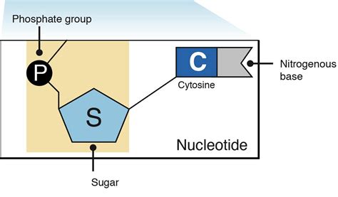 What is the difference between a nucleotide and nucleic acids? | Socratic