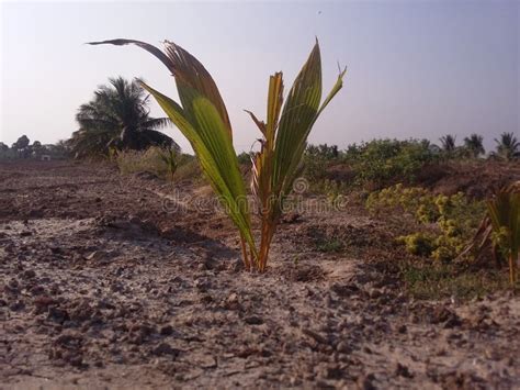 Baby coconut tree stock photo. Image of natural, trees - 118508012