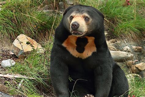 What are the Largest Bear Species? - WorldAtlas.com