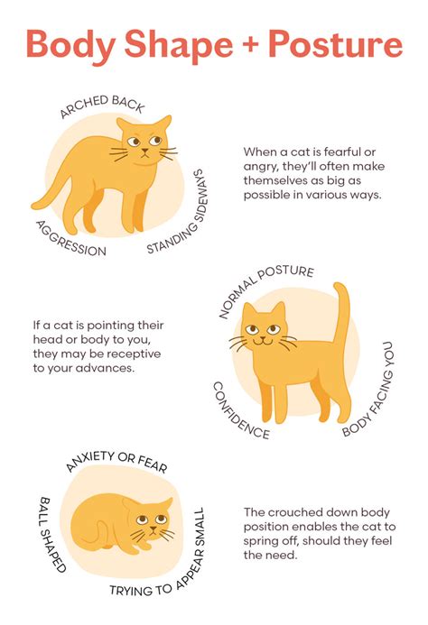 The Definitive Guide to Cat Behavior and Body Language – tuft + paw