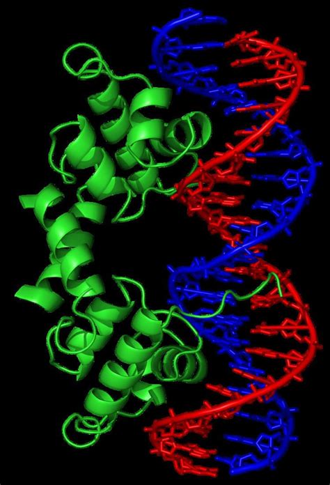 Protein–DNA interaction - Alchetron, the free social encyclopedia