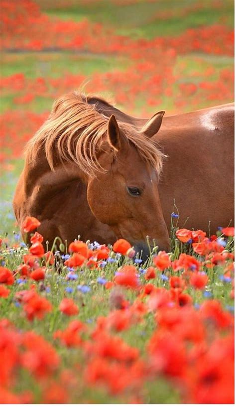 Horse & Flowers | Beautiful horses, Horses, Pretty horses